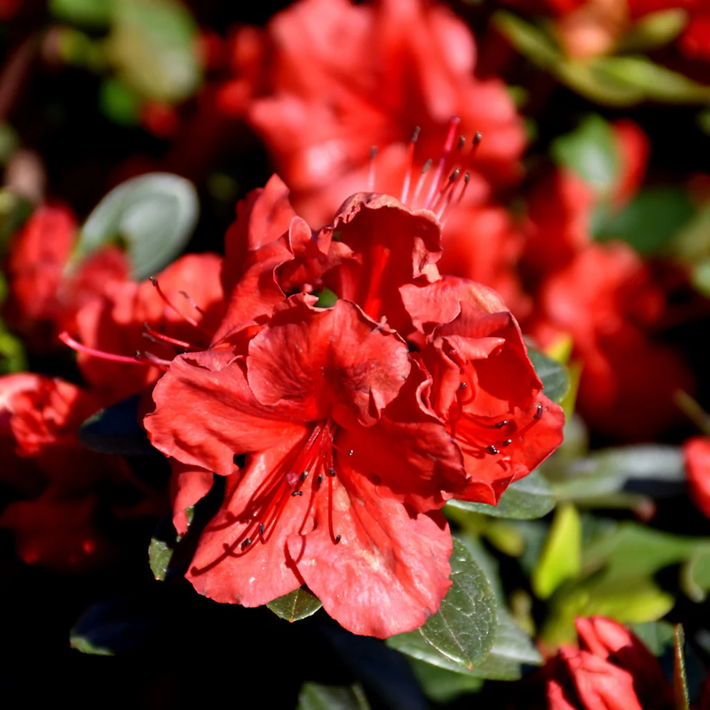 Spring's Showstoppers